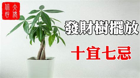 進財樹風水|【風水】發財樹擺放，十宜七忌，擺在此處，家。